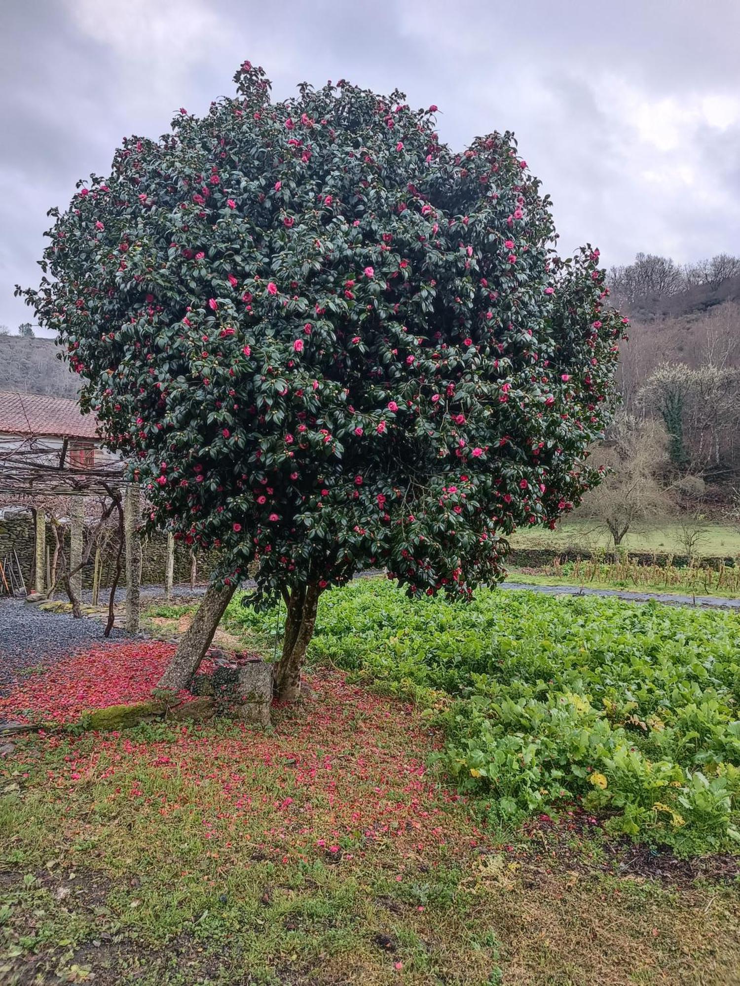 Casa Grande De Covas-Apartamentos Turisticos Taboada Kültér fotó
