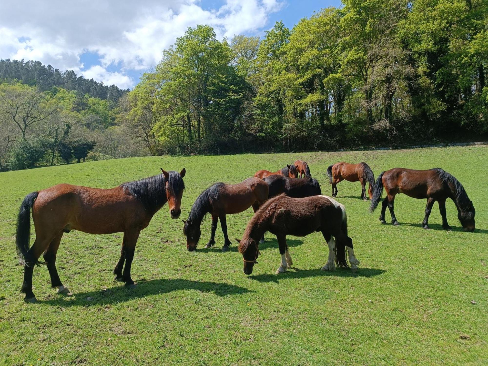 Casa Grande De Covas-Apartamentos Turisticos Taboada Kültér fotó